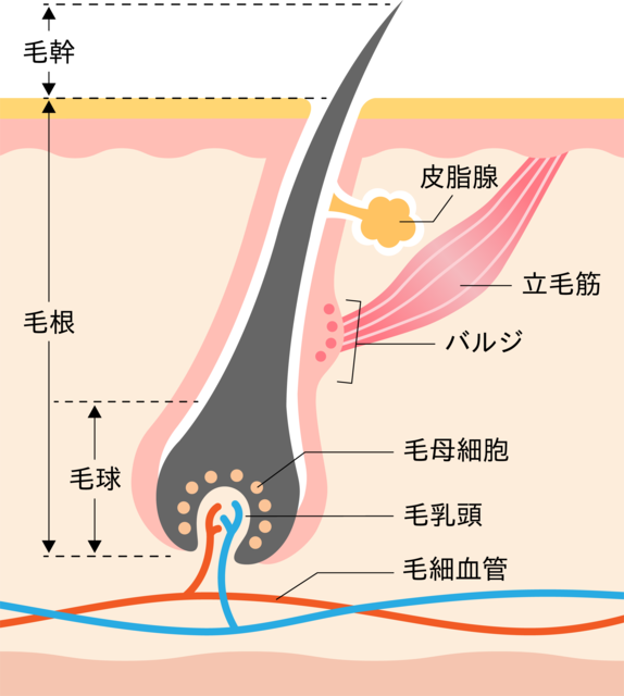 毛根の詳細画像。